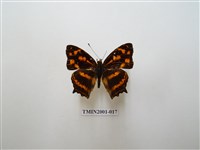 藏品(散紋盛蛺蝶)的圖片